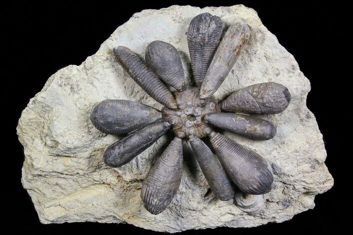 Jurassic Fossil Urchin (Firmacidaris) - Amellago, Morocco #77229